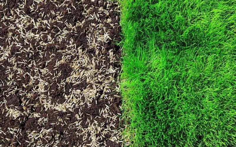 Overseeding-1024x682