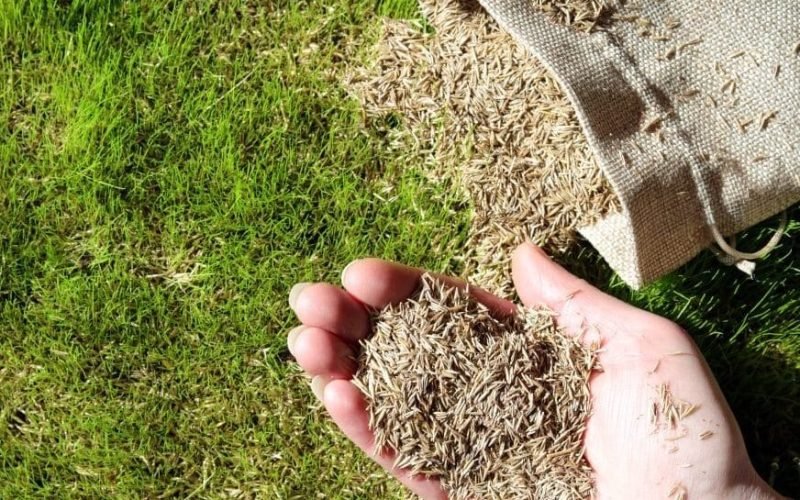 planting-grass-seed-1200x800