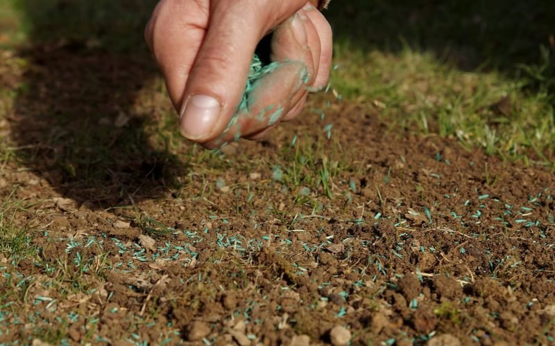 Spreading,Grass,Seed,In,Spring,By,Hand,For,The,Perfect